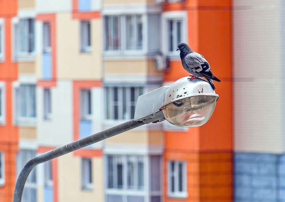 Опять прилетел! Весь колпак обгадили!