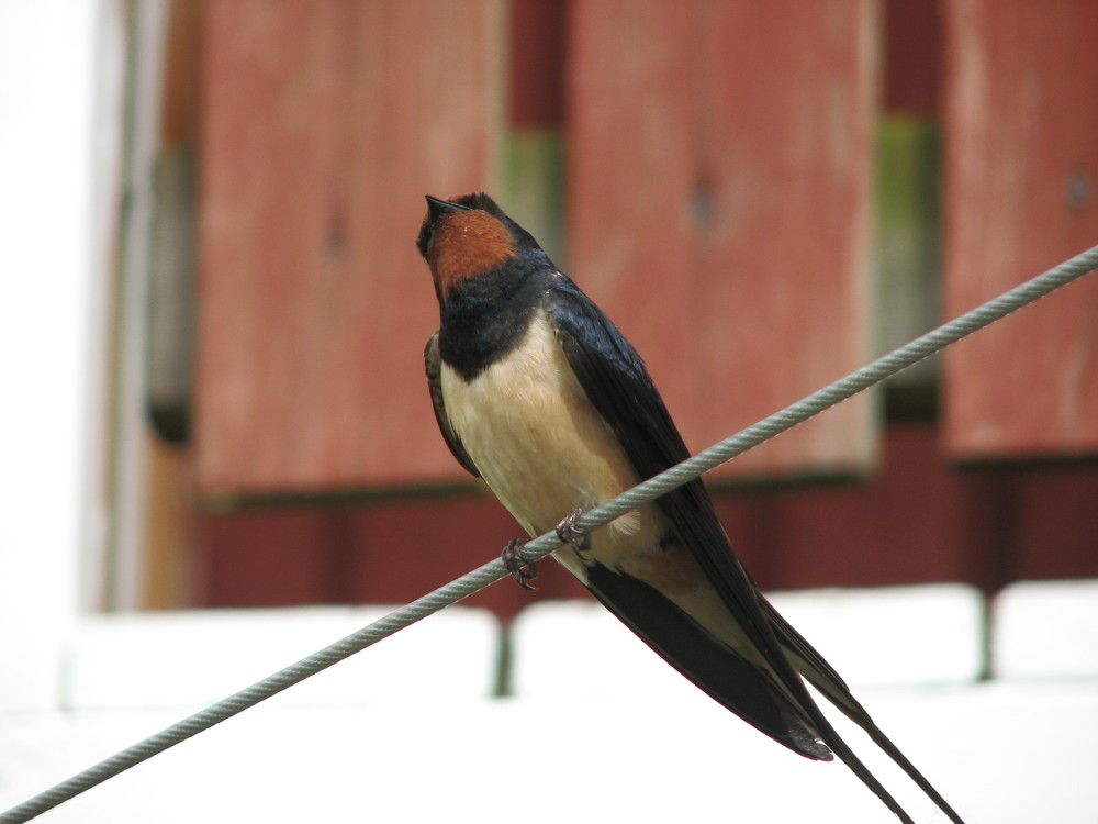 Photograph by Игорь