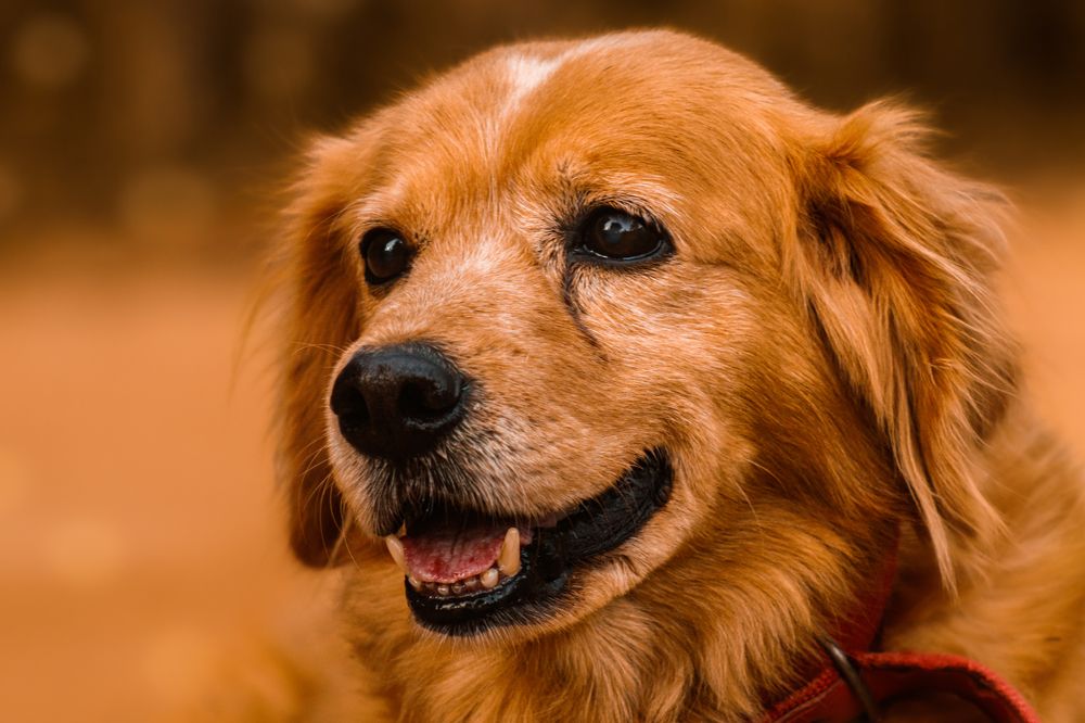 Фотография автора Gabriel de Araujo Almeida