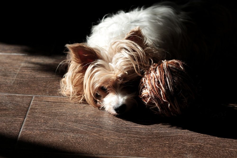 Фотография автора Елена Кириллова