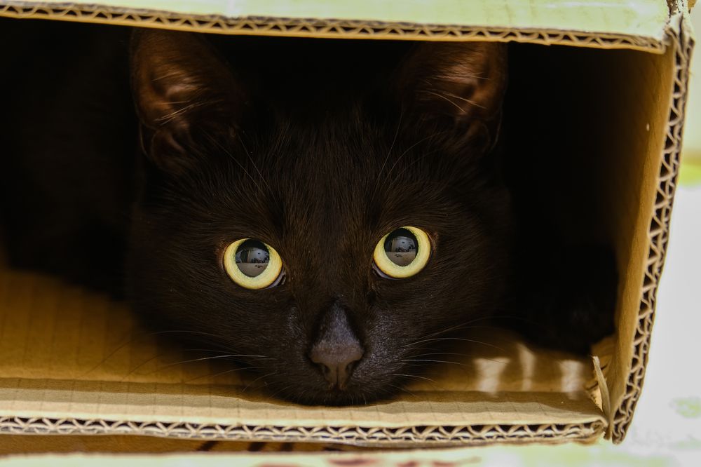 Фотография автора Александр Высоцкий