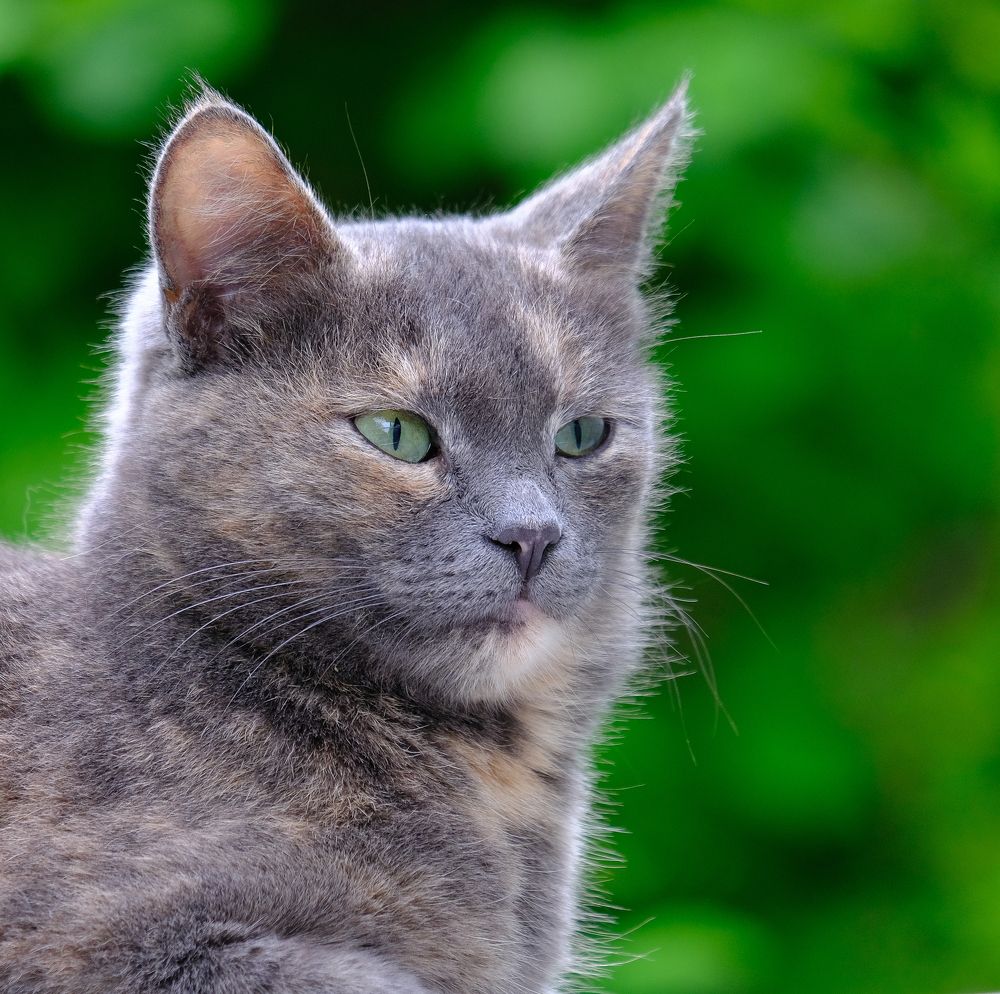 Фотография автора Александр Высоцкий