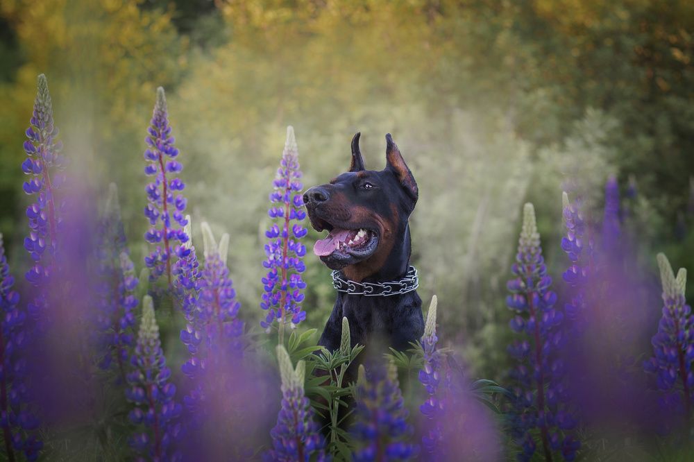 Photograph by Людмила Потапочкина