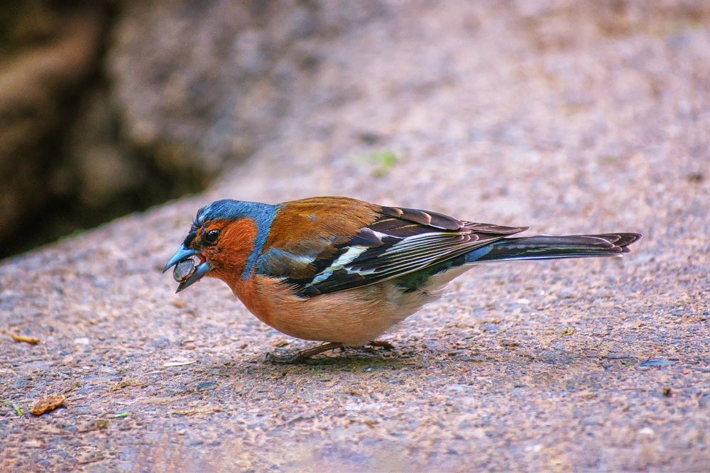 Photograph by Сергей Алтуфьев
