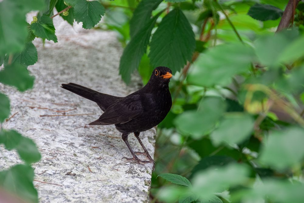 Photograph by Сергей Алтуфьев