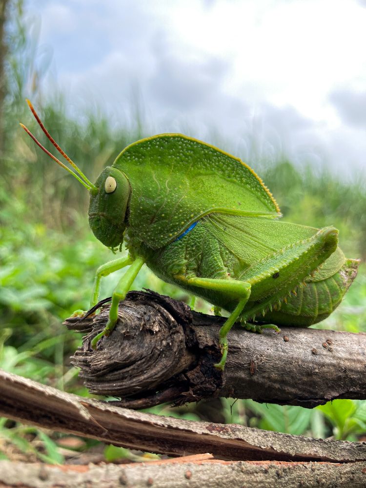 Hooded Grasshopper