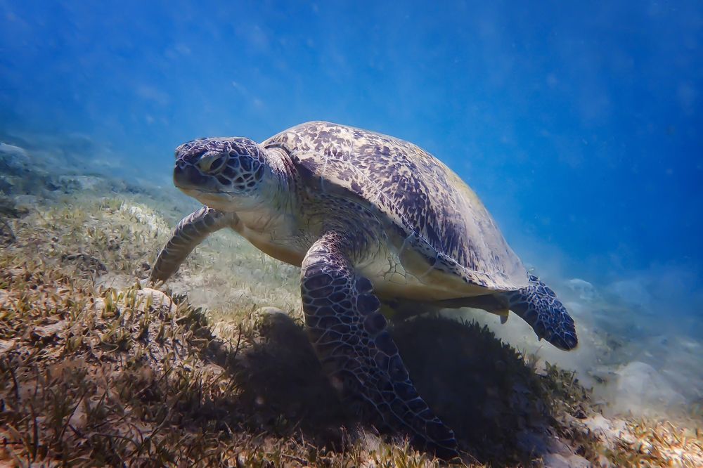 Photograph by Рушана Баженова