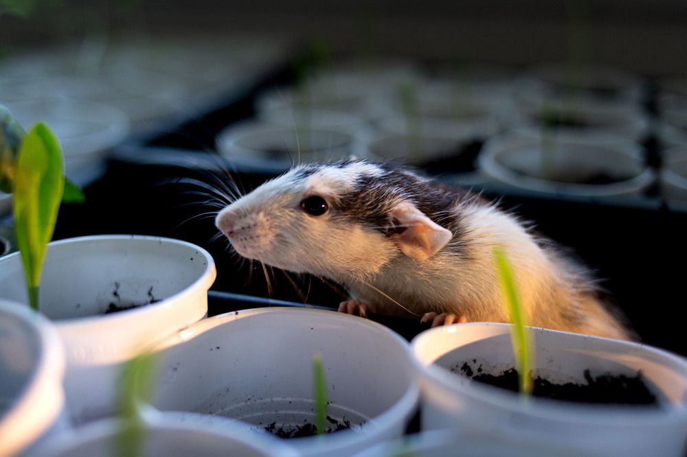 Photograph by Ирина Целовальникова