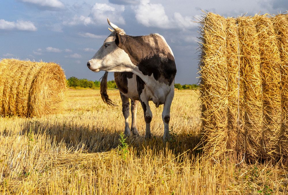 Photograph by Александр Белянский