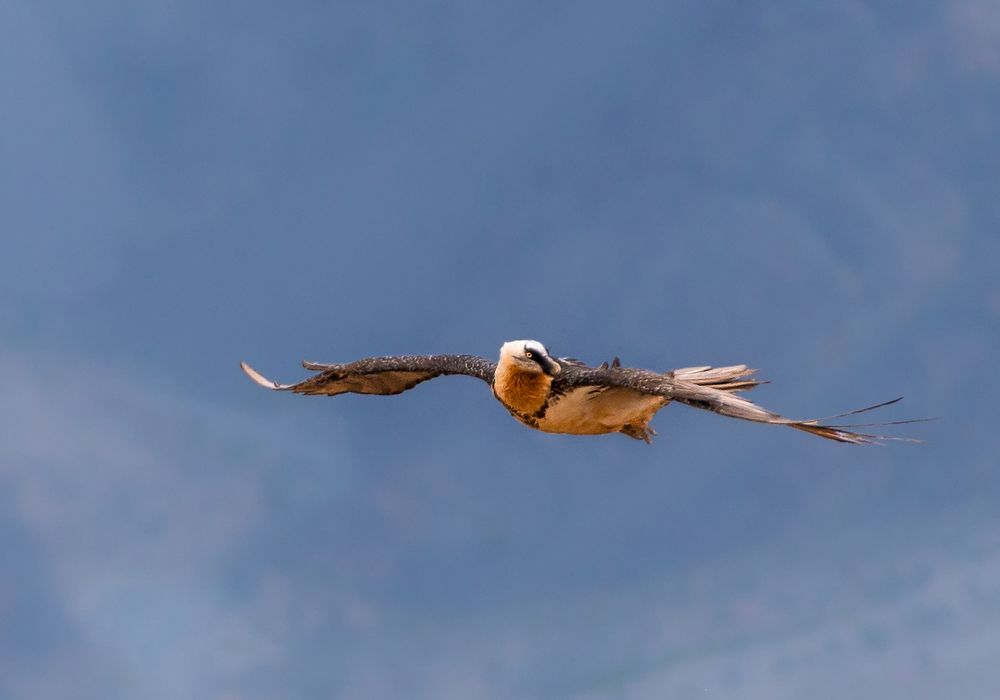 Photograph by  Sutapa Deb