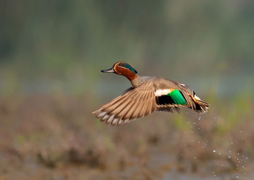 Photograph by  Sutapa Deb