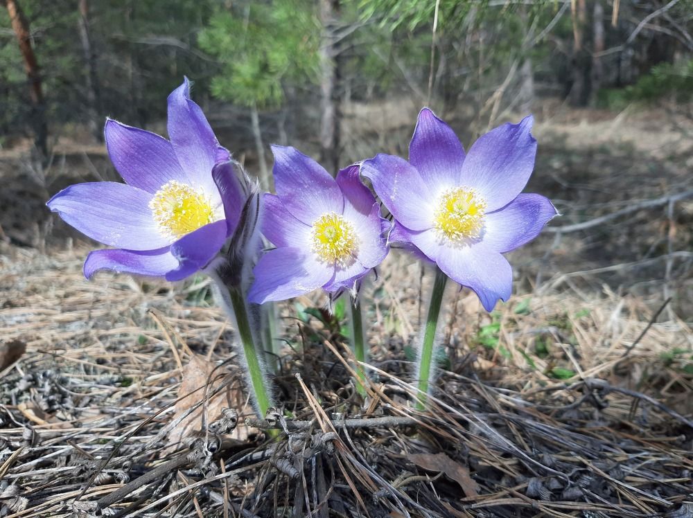 Фотография автора Алексей Самойлов