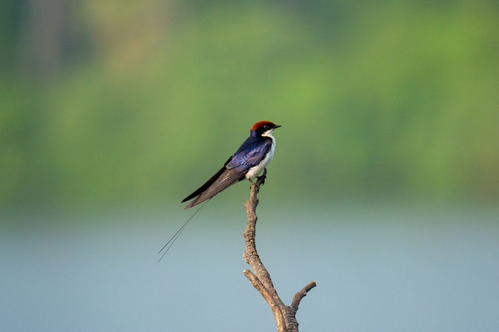 Wire-Tailed Swallow