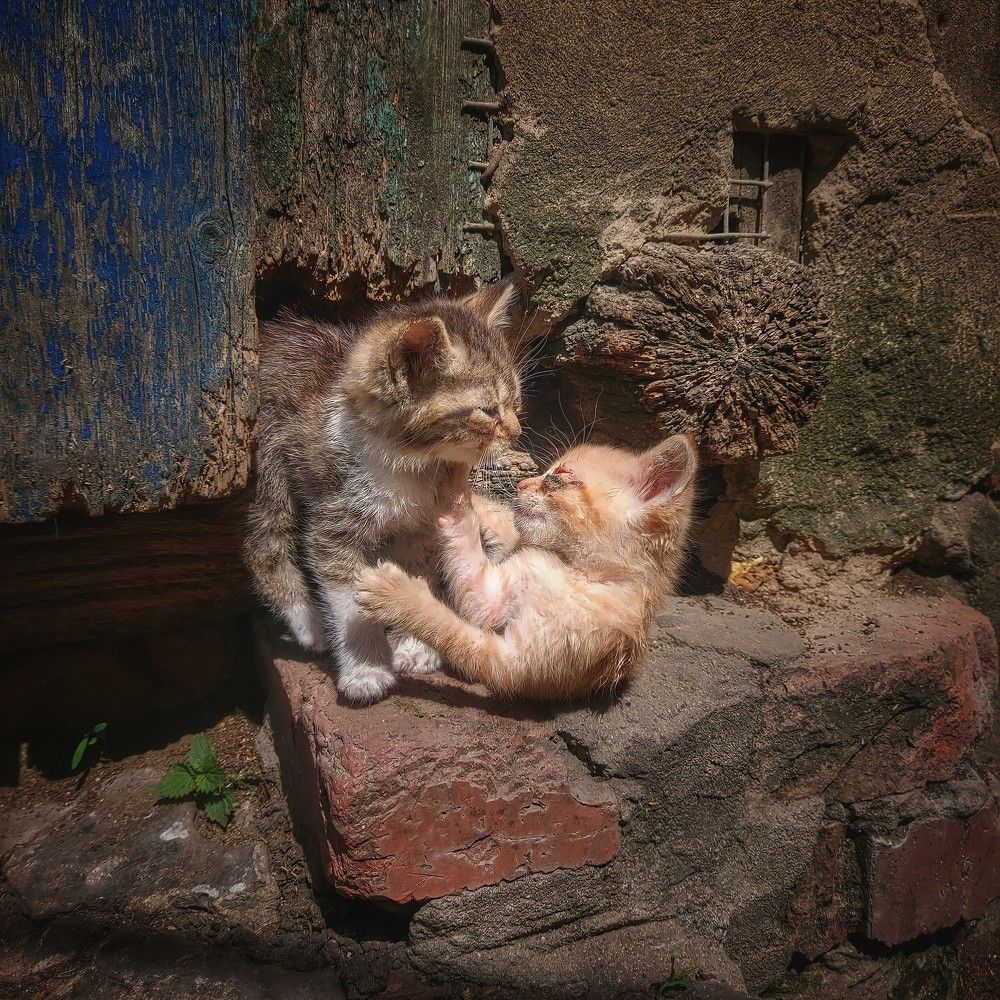 Кошачье детство