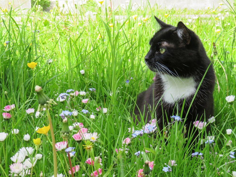 Black cat on the lawn with flowers