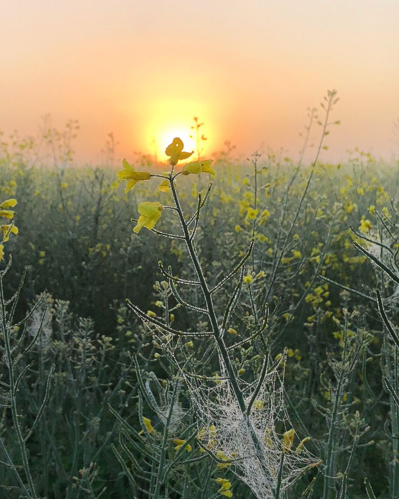 Photograph by Лариса Акинчиц