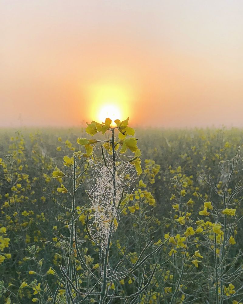 Photograph by Лариса Акинчиц