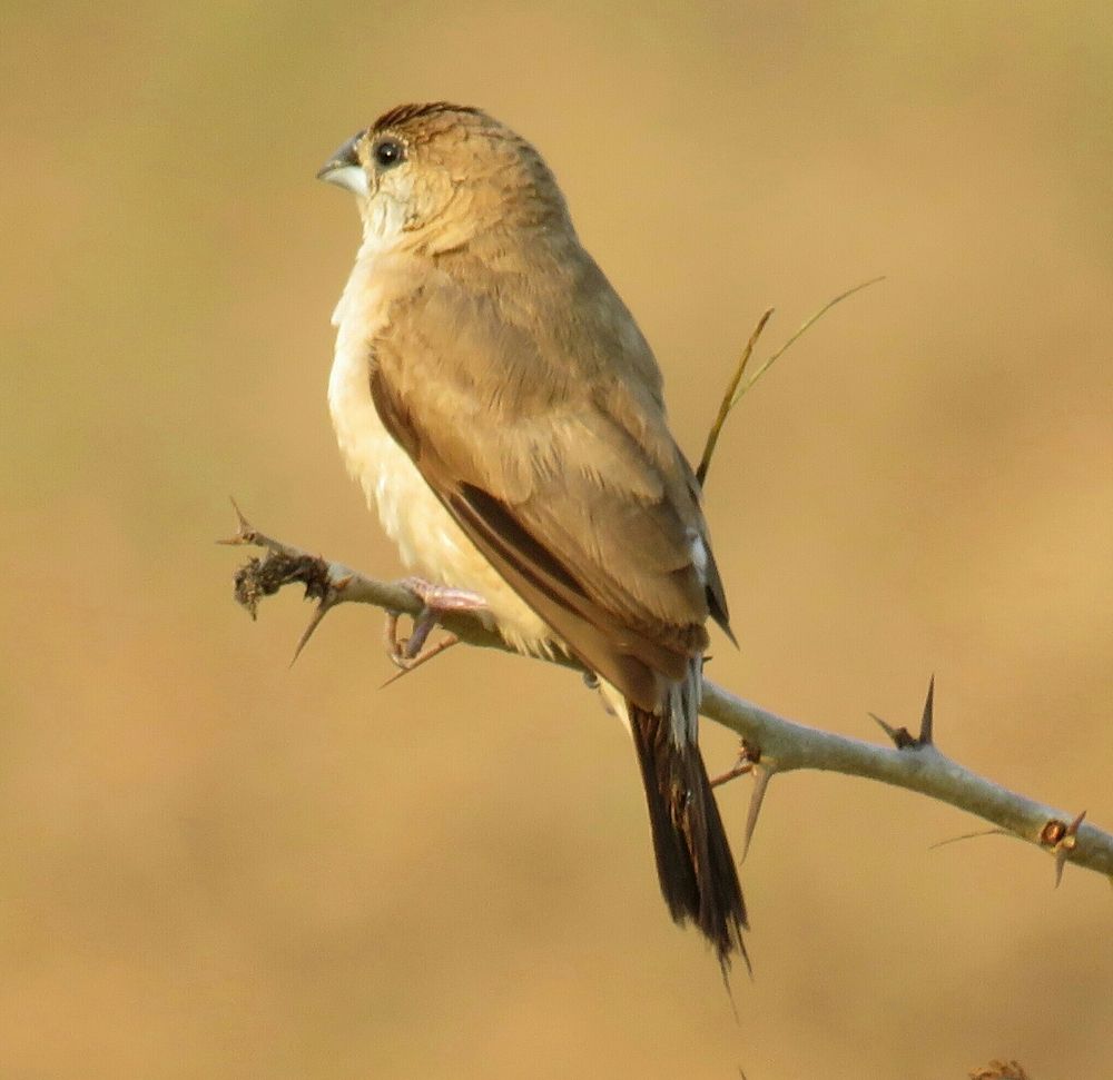Photograph by Ranjan kumar Patra