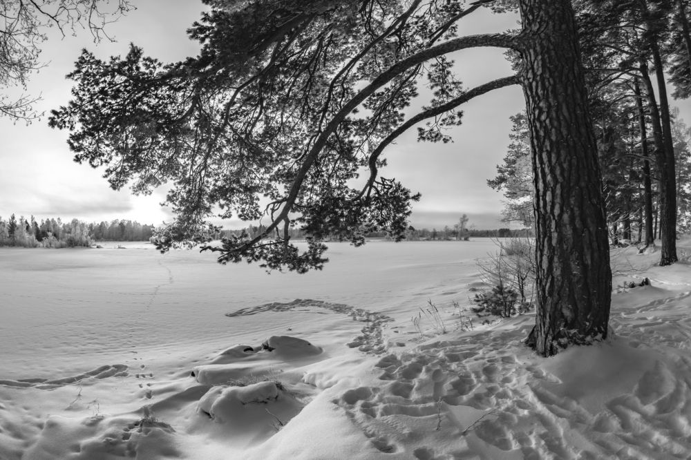 Photograph by Максим Сорокин