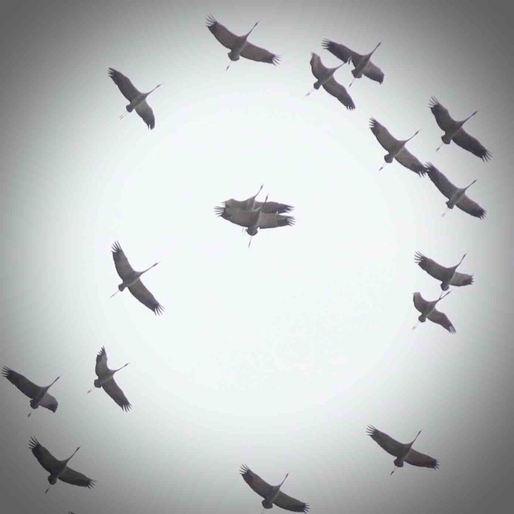 Photograph by Михаил Копанс