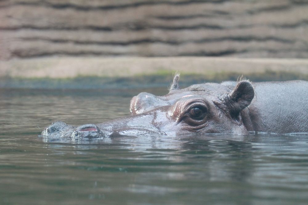 Фотография автора Анна Яковенко