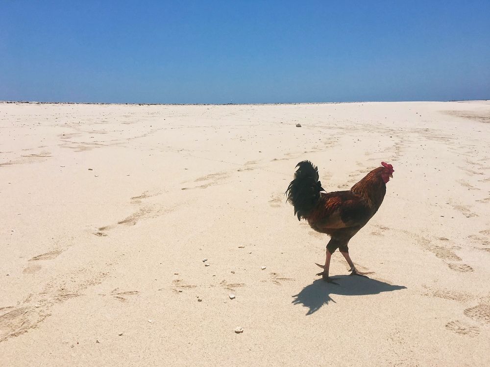A rooster in uninhabited island. Madagascar.