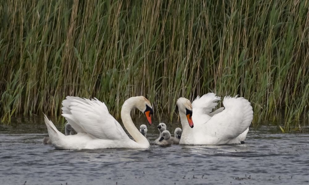 Photograph by Борис Пирог