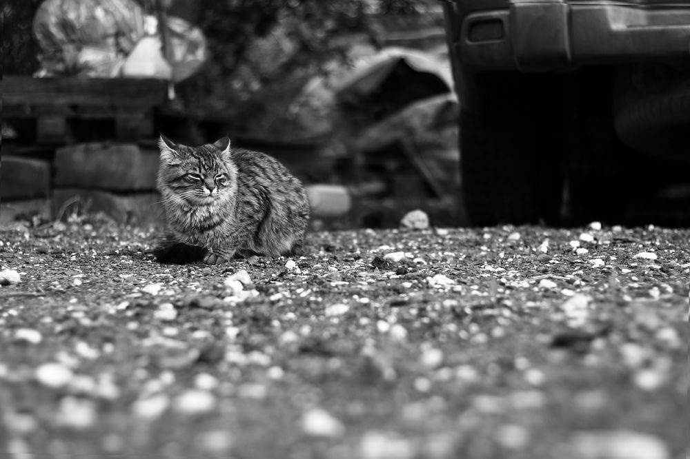 Фотография автора Дмитрий Горбылёв