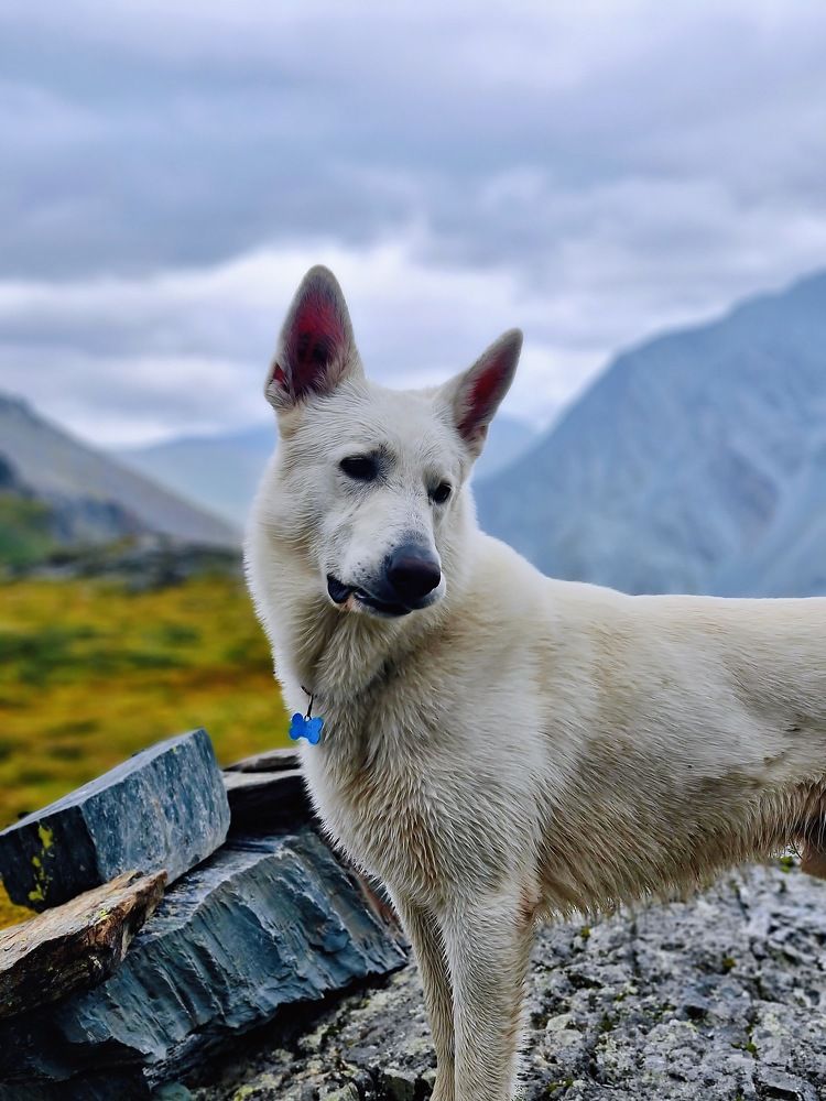 Buddy in the mountains