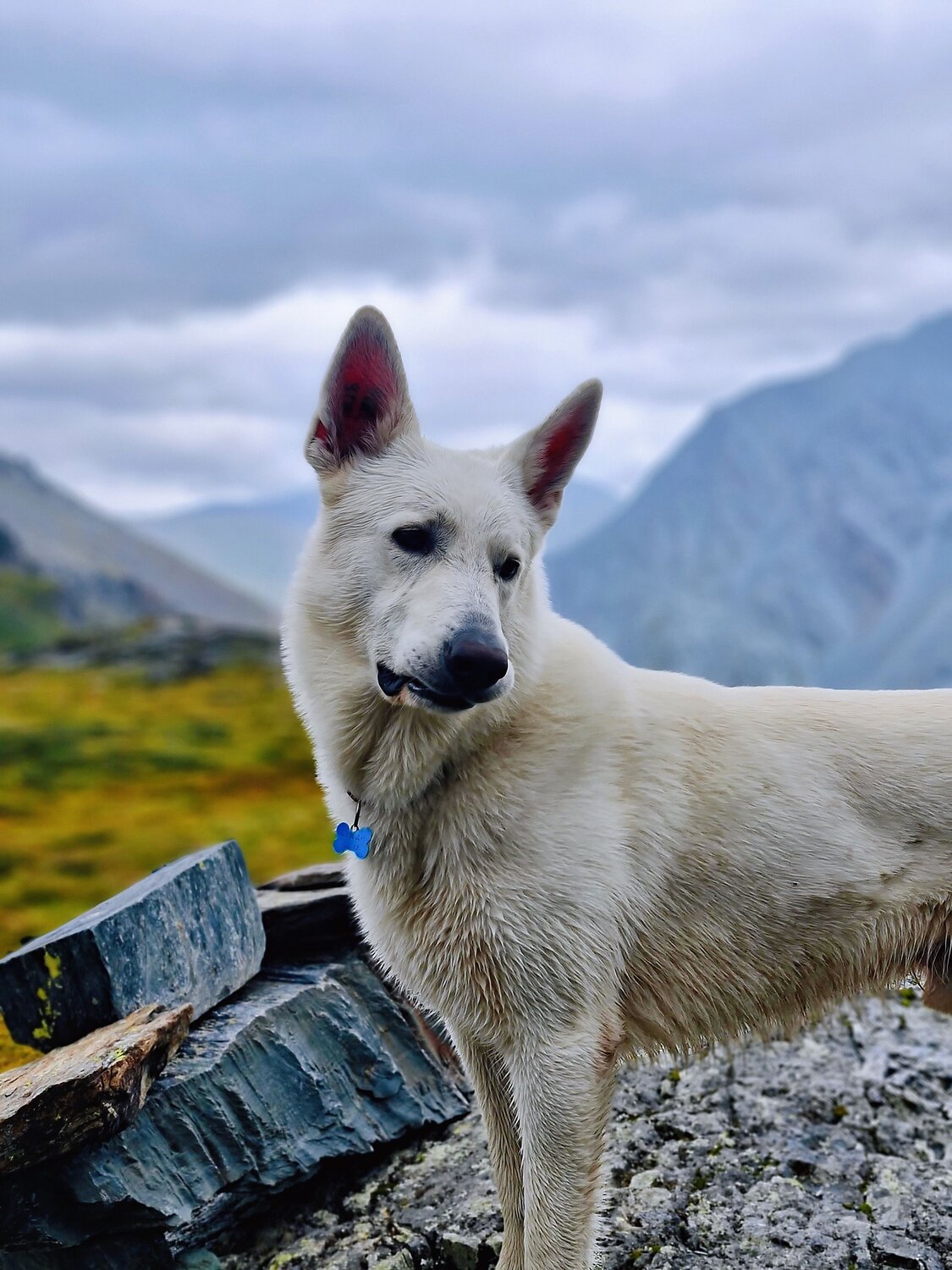 Buddy in the mountains