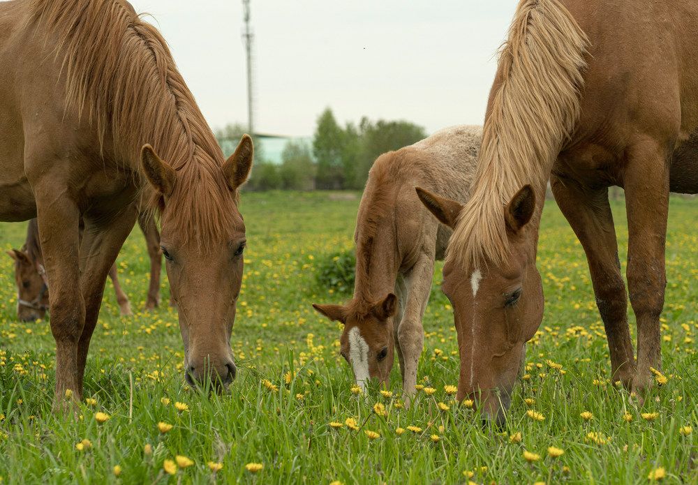 Photograph by Галина Искандарова