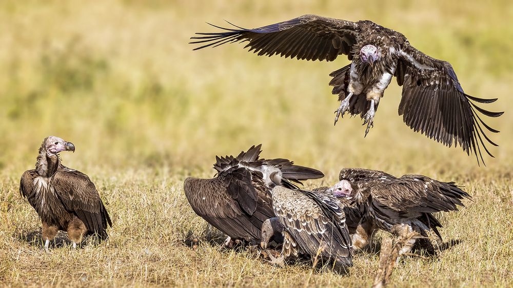 ASANJA VULTURES