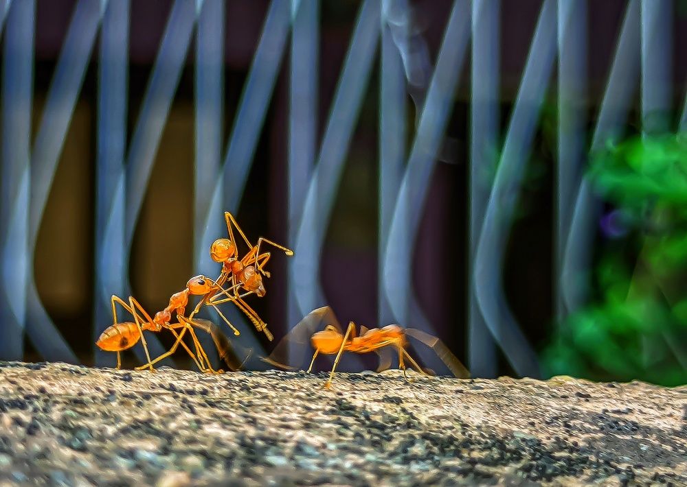 ANT ACTION (SLOW MOTION )