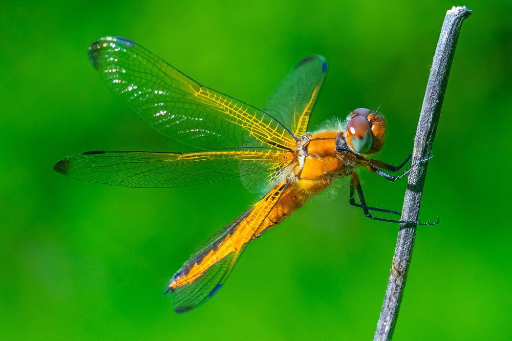 Стрекоза шафрановая.