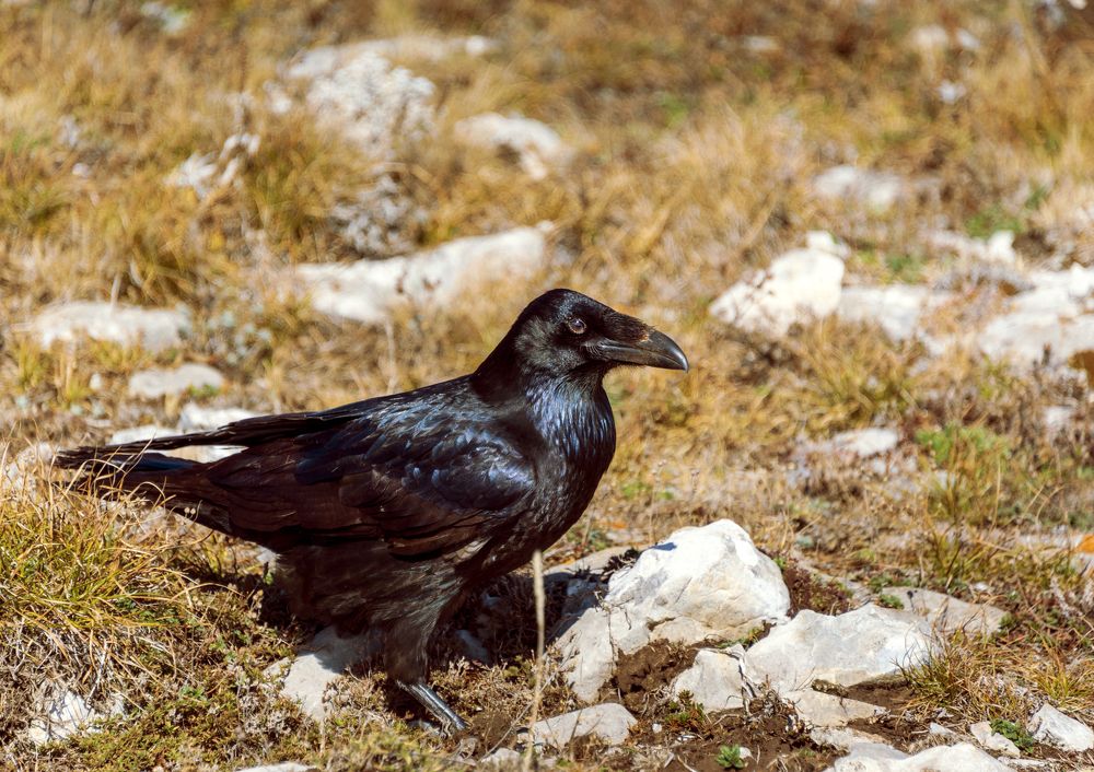 Photograph by Будаква Сергей