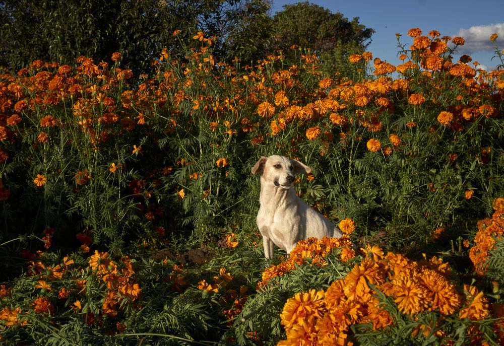 Perro en campos de cempaxochtil