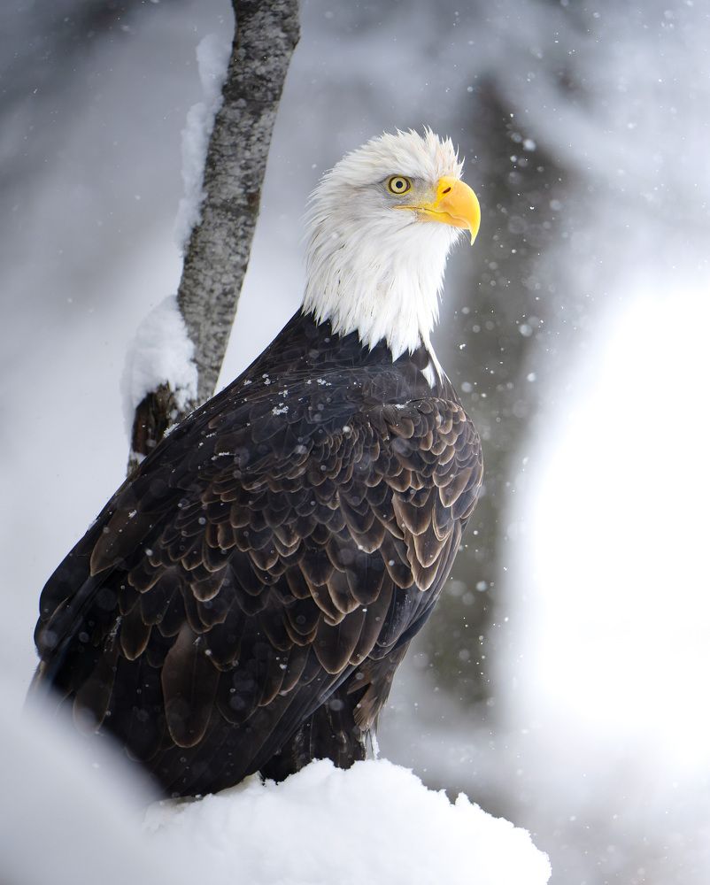 Photograph by Karthik Subramaniam