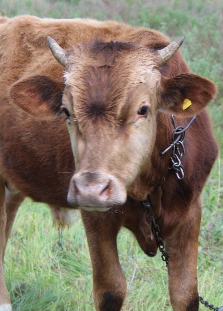 Photograph by Елена Калганова