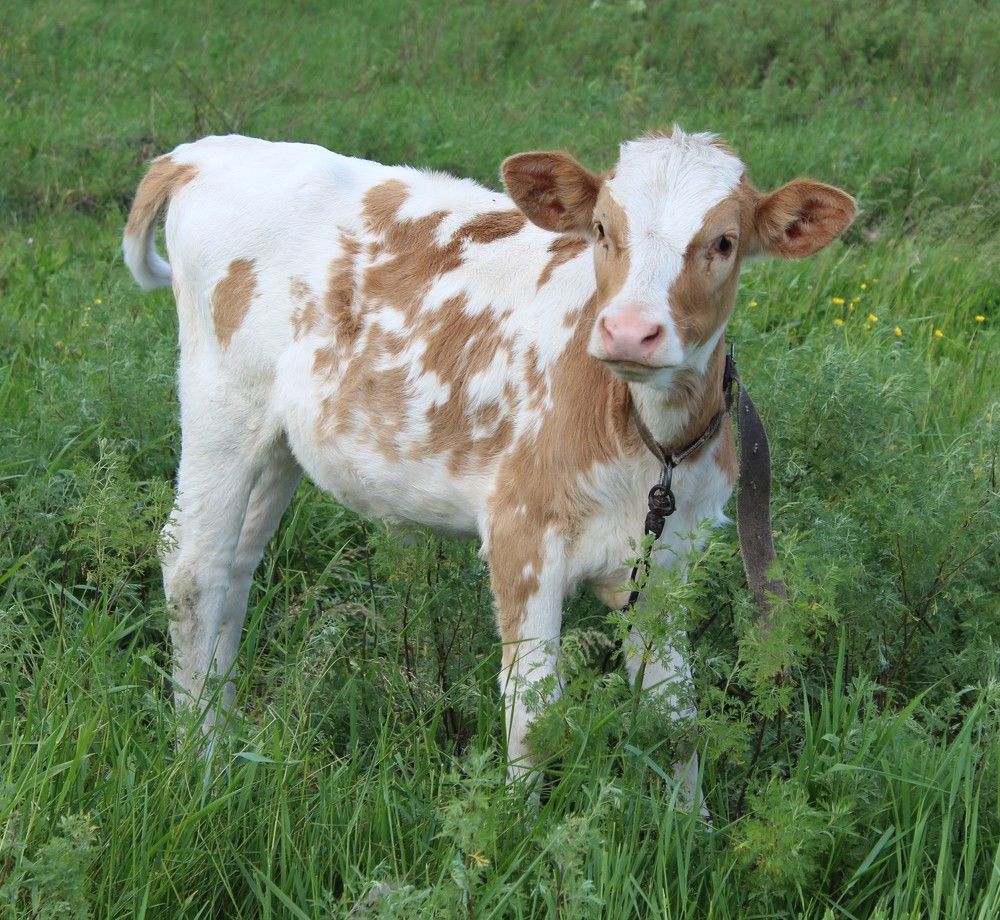 Photograph by Елена Калганова