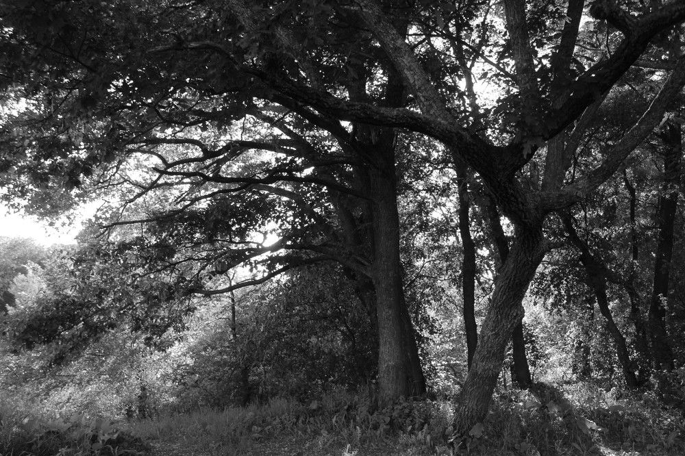 Photograph by Елена Калганова