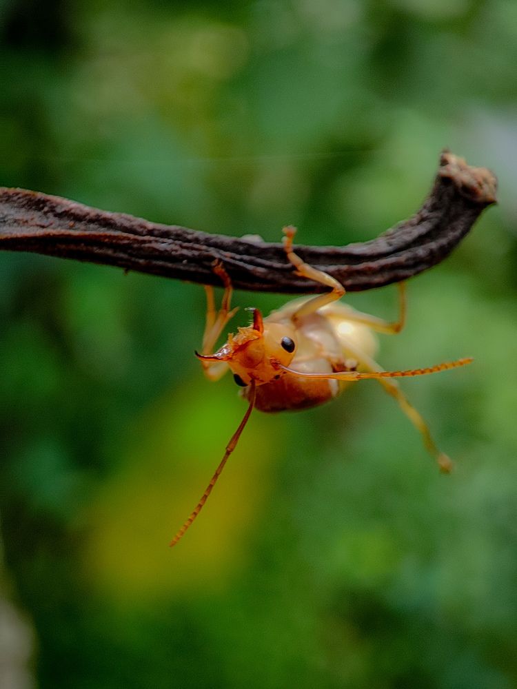 Фотография автора NEBIN REJI N