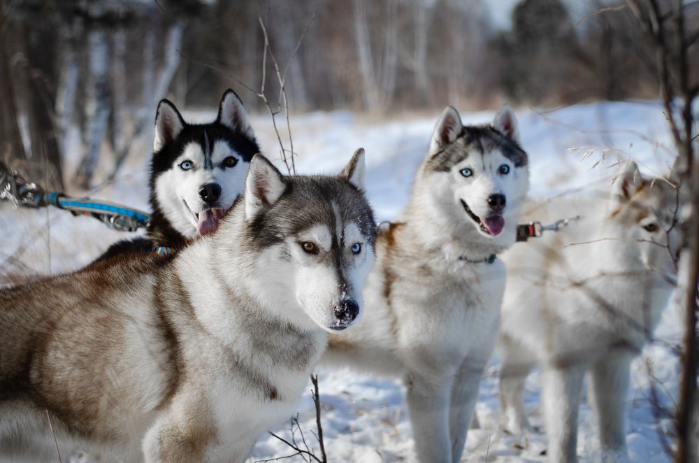 Photograph by Елена Коновалова