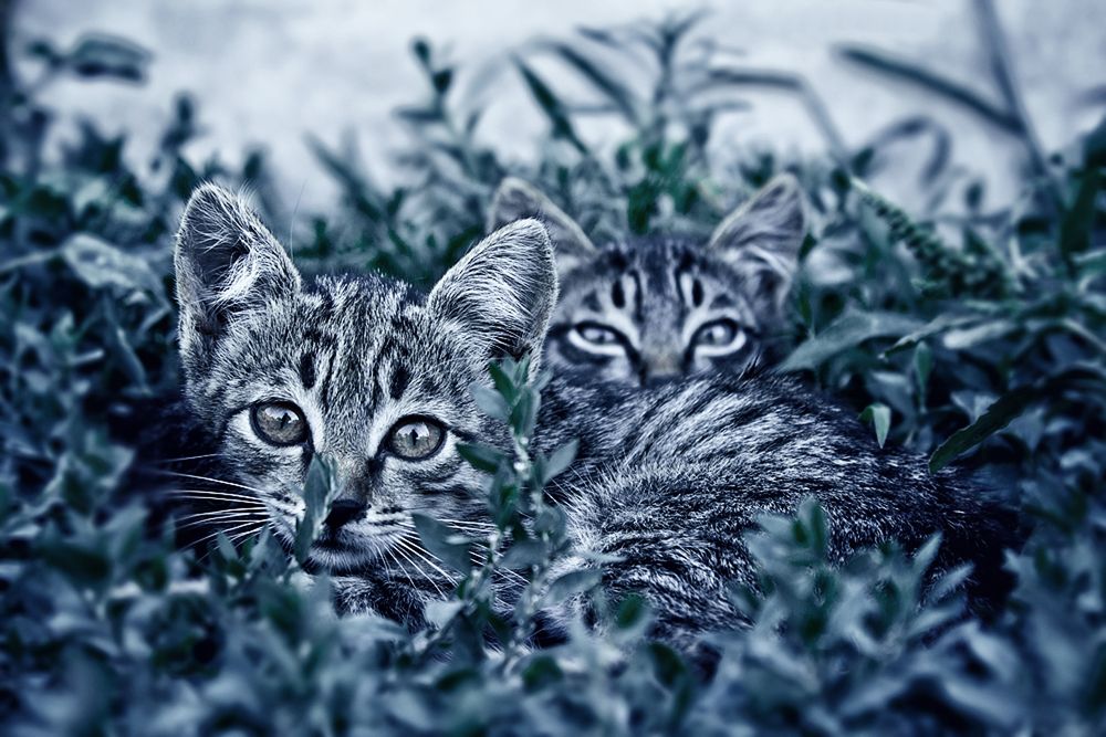 Фотография автора Javid Hashimov