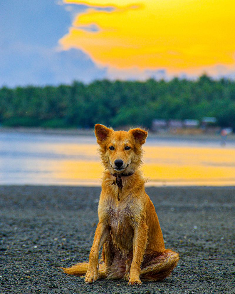 Solitary Dog at Dusk