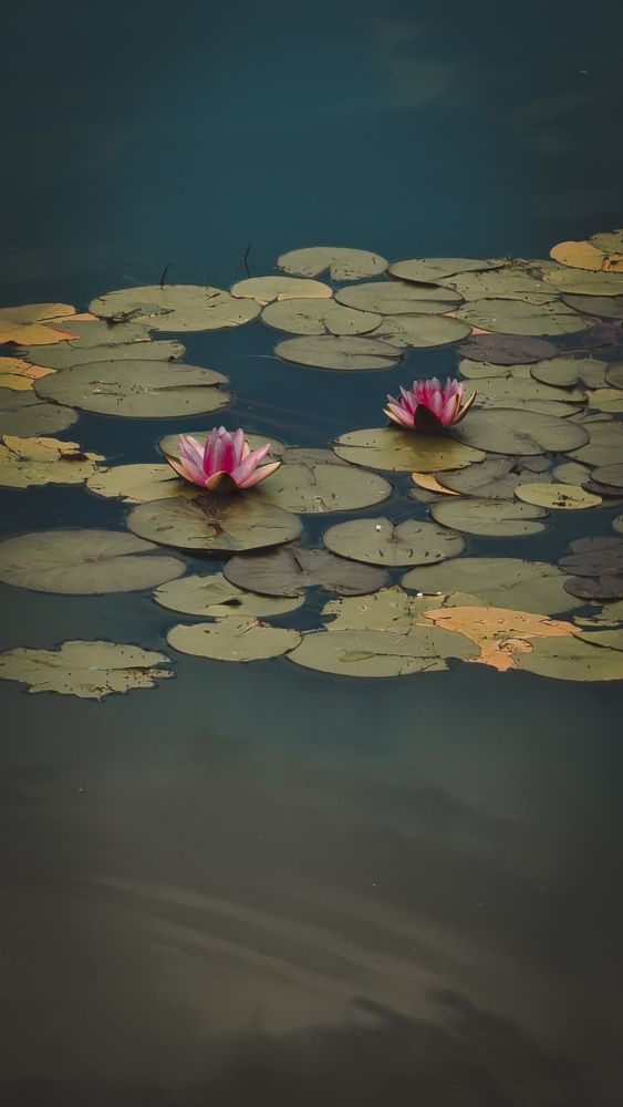 Photograph by Екатерина Воротникова