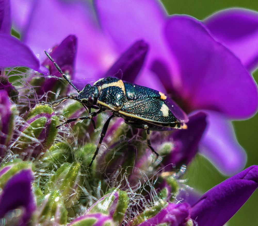 Фиолетовый.