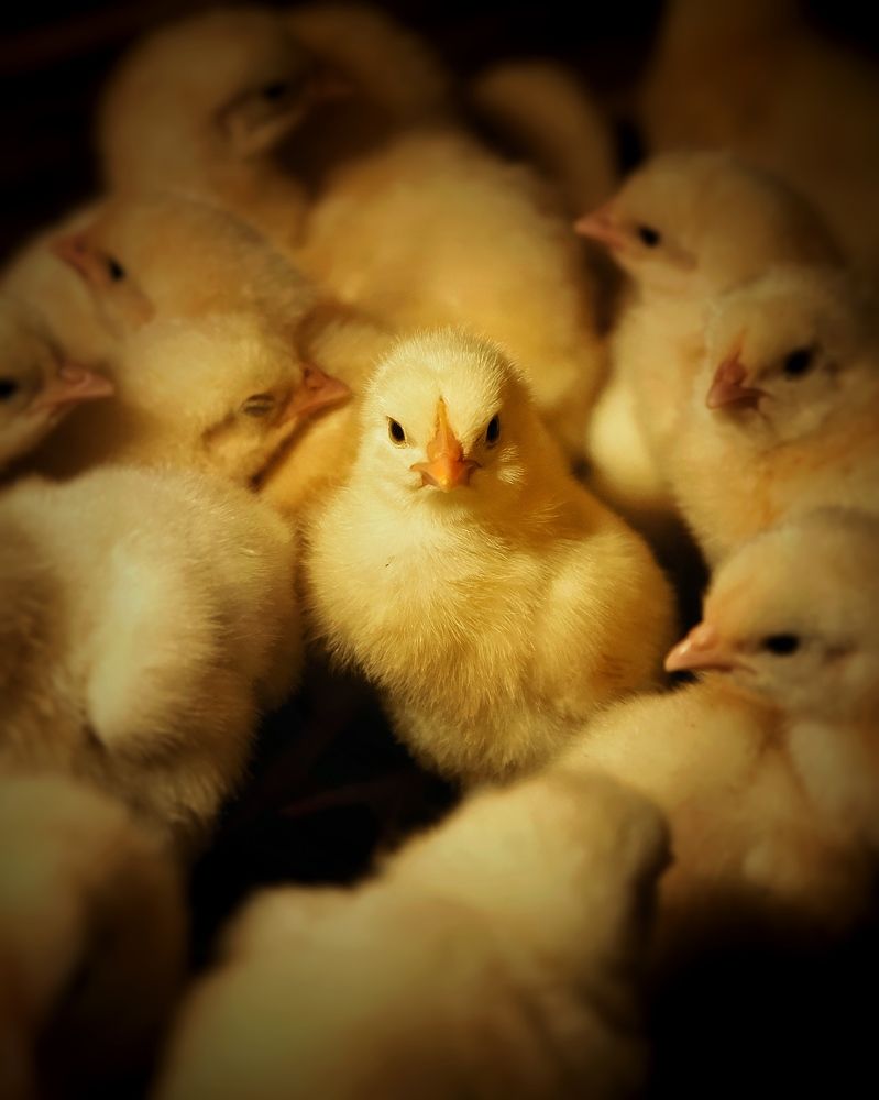 Photograph by Сергей Протасов