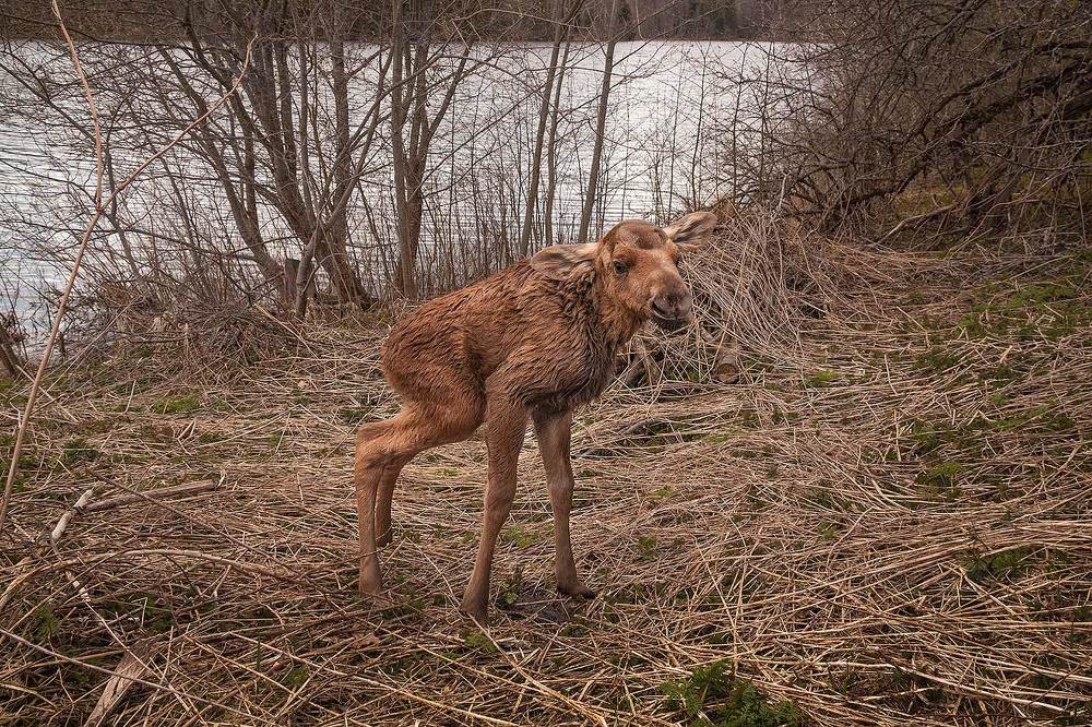 Photograph by Станислав Напалкин