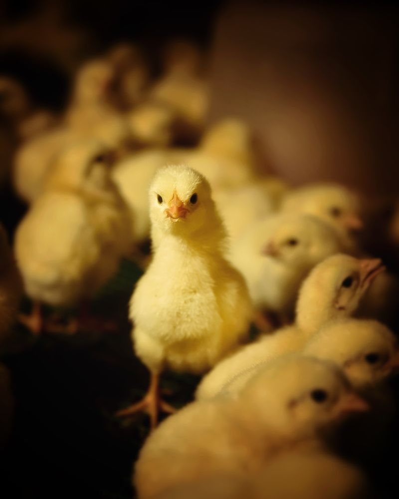 Photograph by Сергей Протасов