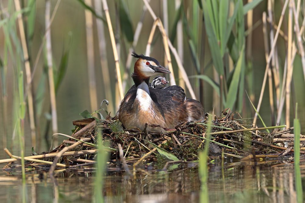 Фотография автора Александр Гусар